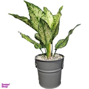 گیاه طبیعی آگلونما مدل برفی