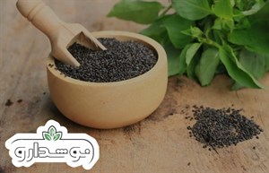 بذر ریحان سبز بذر طلایی برتر