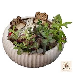 گیاه طبیعی دیش گاردن ساکولنت مدل 127