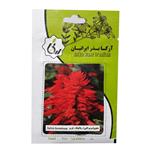 بذر گل سلوی مریم‌گلی پاکوتاه قرمز آرکا بذر ایرانیان کد A57