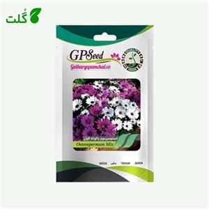 بذر گل استئوسپرموم پاکوتاه الوان آرکا بذر ایرانیان کد A77
