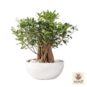 گیاه طبیعی میخک هندی کد 30