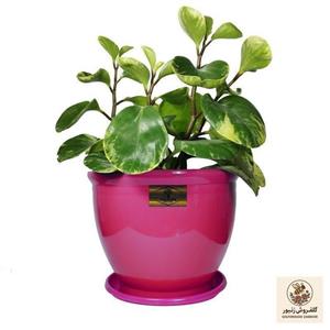 گیاه طبیعی قاشقی ابلق گلپیدو مدل GP-20