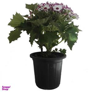 گل طبیعی سینره کد 105