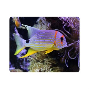 ماوس پد اطلس آبی طرح ماهی مدل T6907
