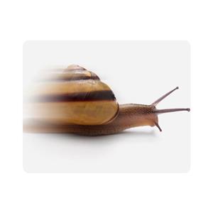 ماوس پد اطلس آبی طرح حلزون مدل T7037