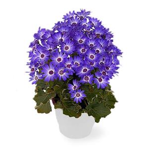 گیاه طبیعی سینره آبی کد 50