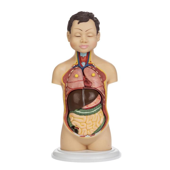 بازی آموزشی مدل Human Torso