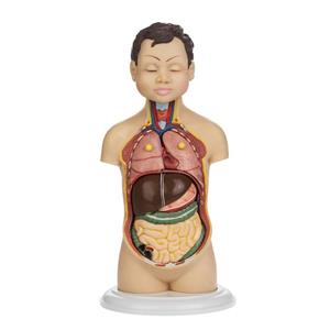 بازی آموزشی مدل Human Torso