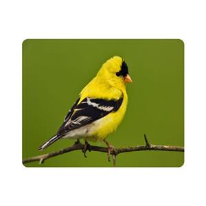 ماوس پد اطلس آبی طرح پرنده فنچ گلدین مدل T7675