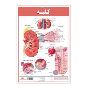 پوستر آموزشی انتشارات اندیشه کهن مدل کالبدشناسی کلیه کد 35-50-9