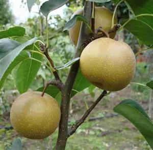 نهال گلدانی گلابی سیبی