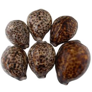 صدف تزیینی مدل RS717 مجموعه 6 عددی