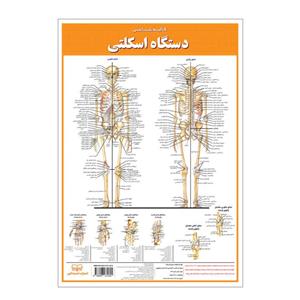 پوستر آموزشی انتشارات اندیشه کهن مدل کالبدشناسی دستگاه اسکلتی کد 35-50