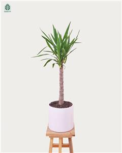 یوکا تنه دار سایز ۷ با گلدان سرامیکی کد 13