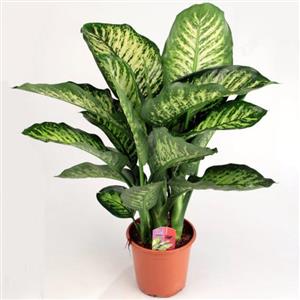 دیفن باخیا سطل 7