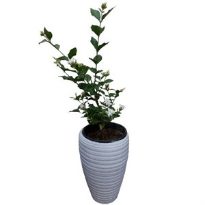 گیاه طبیعی یاس رازقی مدل G-11