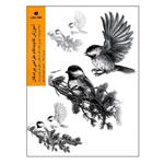 کتاب آموزش گام به گام طراحی پرندگان اثر موری آسنگ نشر یساولی