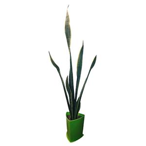 گیاه طبیعی سانسوریا ابلق مدل S-T-2