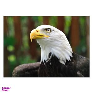 تابلو شاسی ونسونی طرح White Head Eagle سایز 50x70 سانتی متر