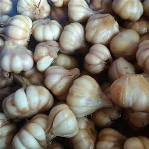 ترشی سیر 1 ساله ریز 750 گرمی