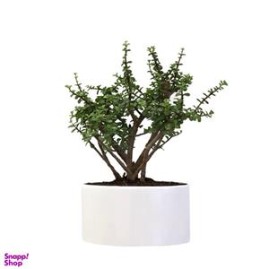 گیاه طبیعی کراسولا خرفه کد 11