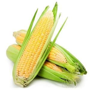 ذرت بلال ارگانیک