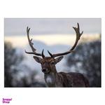 Wensoni Old Deer Chassis 40 x 30