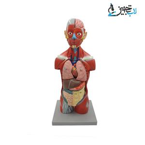 مولاژ نیم تنه 1/2 11قسمتی(با نمایش ماهیچه)