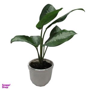 گیاه طبیعی آگلونما حبابی کد S - M01