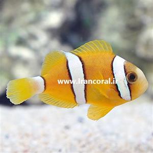 دلقک ماهی کلارکی پرورشی