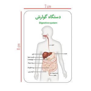 فلش کارت آموزش آموزشی آشنایی با بدن انسان انتشارات اندیشه کهن