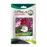 بذر گل ستاره ای پابلند پرگل الوان گلبرگ پامچال کد GPF-054