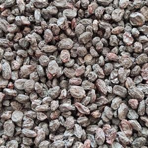 مویز بی هسته فله ای