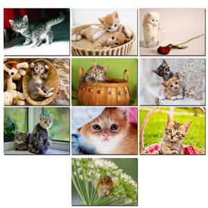 مگنت طرح موش و گربه کد NG005 مجموعه 10 عددی