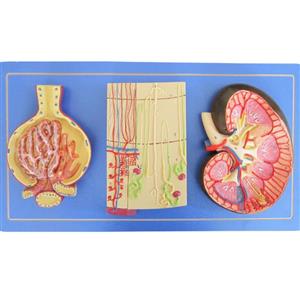 بازی آموزشی طرح مولاژ کلیه مدل ASM28
