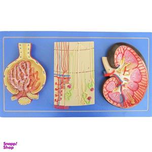 بازی آموزشی طرح مولاژ کلیه مدل ASM28