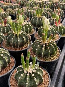 بذر کاکتوس ژمینوکالیسیوم فردریکی ۱۰ عددی