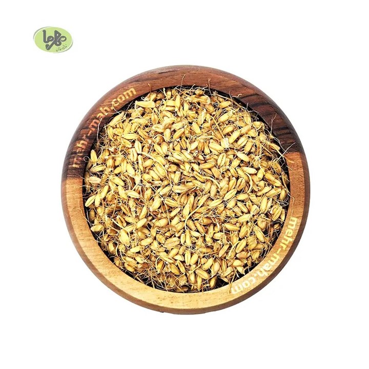 جوانه گندم