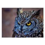 تابلو شاسی ونسونی طرح Blue Eagle Owl  سایز 30x40 سانتی متر