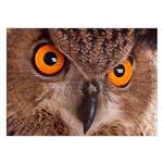 تابلو شاسی ونسونی طرح Eagle Owl Eye سایز 30x40 سانتی متر