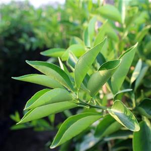 نهال پرتقال خونی ناول کاراکارا Cara Cara Navel Orange Sapling 