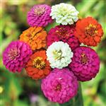 بذر گل آهار پا کوتاه گل درشت الوان-کد 1025 Zinnia Flower Seeds