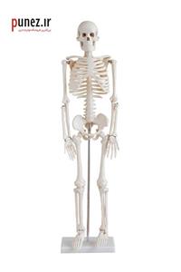 مولاژ مدل استخوان بندی اسکلت بدن انسان کد 3 