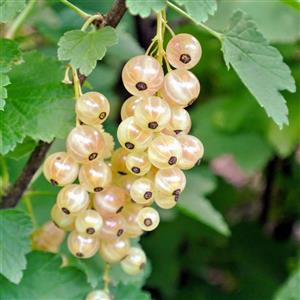 نهال انگور فرنگی سفید شیشه ای وایت کارنت White Currant Berry Bush (Ribes White Pearl)