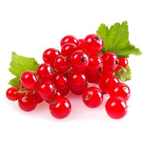 نهال انگور فرنگی قرمز شیشه ای رد کارنت  Red Currant Berry Bush