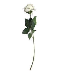 گل رز سفید درشت پنبه‌ ای 