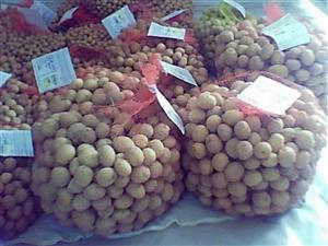بذر سیب زمینی (مینی تیوبر)