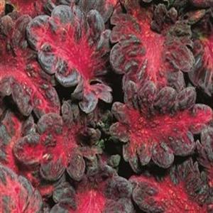 حسن یوسف COLEUS BLUMEI