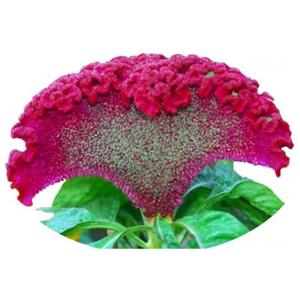 بذر  گل تاج خروس الوان گلباران سبز Golbaraesabz Amaranth Flower Seeds